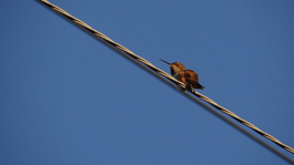 Hummer On Wire